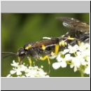 Macrophya montana - Blattwespe w05.jpg